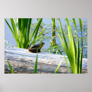 Bullfrogsalighetaffisch Poster