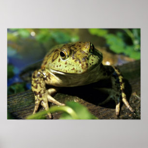 Bullgroda. Poster