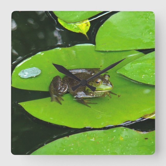 Bullgrog på lilypads fyrkantig klocka (Framsida)