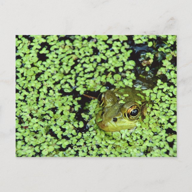 Bullgrog (Pyxicephalus adspersus) hos andfåglar Vykort (Framsida)