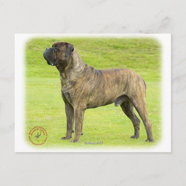 Bullmastiff 9R071D-077 Vykort (Framsida)