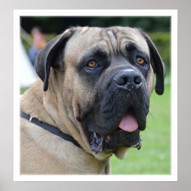Bullmastiff Ansikte Poster (Framsidan)