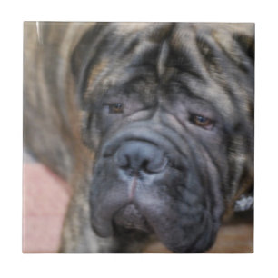 Bullmastiff belägger med tegel kakelplatta