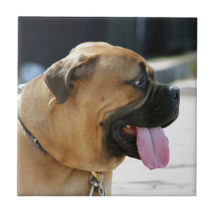 Bullmastiff hund kakelplatta