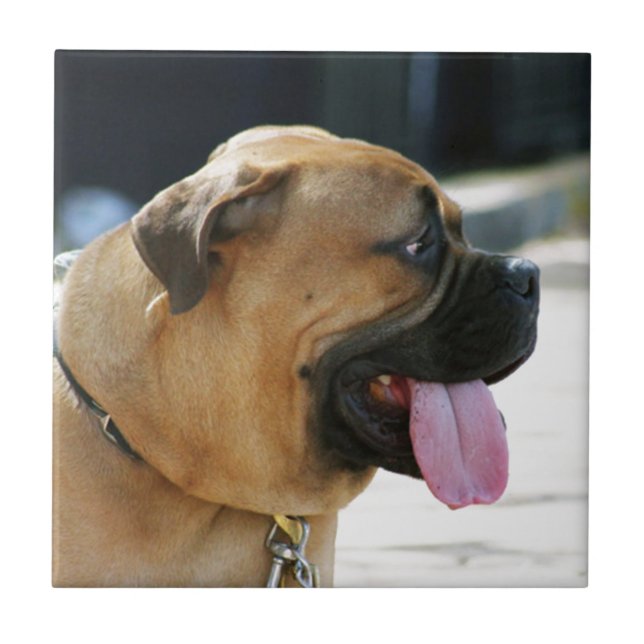 Bullmastiff hund kakelplatta (Framsidan)