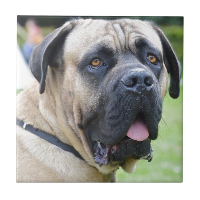 Bullmastiff Kakelplatta (Framsidan)