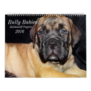 Bullmastiff kalender 2016