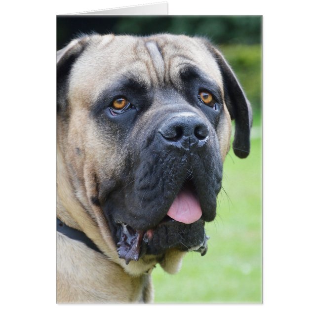 Bullmastiff OBS Kort (Framsidan)
