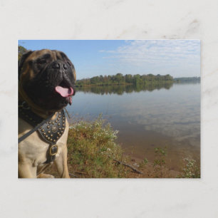 Bullmastiff "Pablo" vykort 1