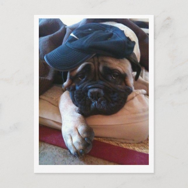 Bullmastiff Pablo vykort 2 (Framsida)