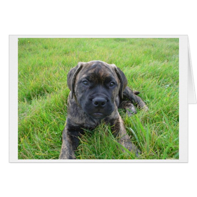 Bullmastiff_puppy 2.png OBS kort (Framsidan Horizontal)