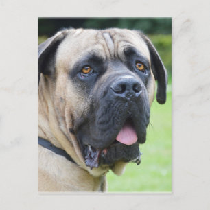 Bullmastiff Vykort