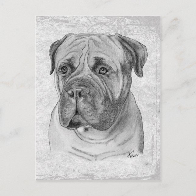 Bullmastiff Vykort (Framsida)