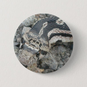 Bullnocka (Pituophis catenifer sayi) Knapp