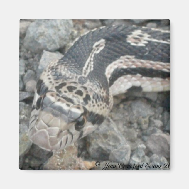 Bullnocka (Pituophis catenifer sayi) Magnet (Framsidan)