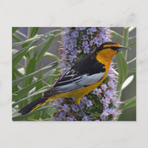 Bullock Oriole Vykort