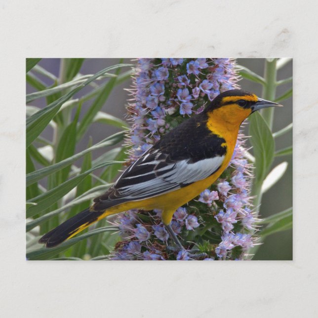 Bullock Oriole Vykort (Framsida)