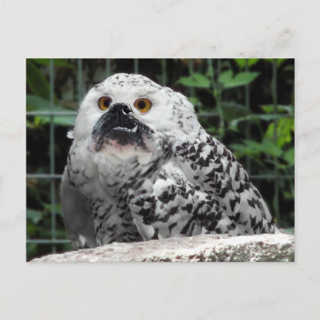 Bullowlvykort Vykort (Framsida)