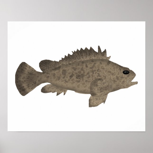 Bullrout Poster (Framsidan)