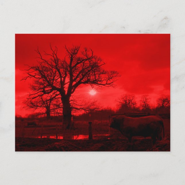 BULLS VYKORT (Framsida)