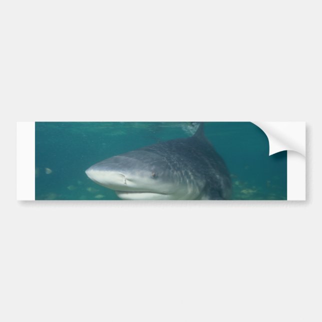 Bullshark Bildekal (Framsidan)