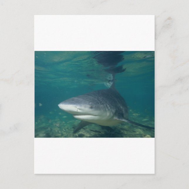 Bullshark Vykort (Framsida)