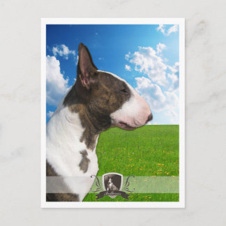 Bullterrier vykort 2011