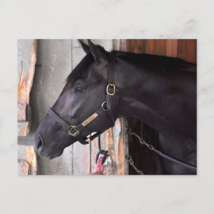 Bully Proof by Bellamy Road-Flaming Slew Vykort