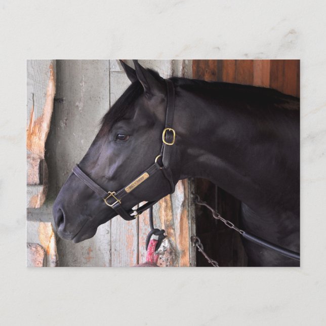 Bully Proof by Bellamy Road-Flaming Slew Vykort (Framsida)