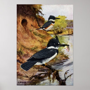 Bultade kungsfiskare och deras Nest-tunnel Poster