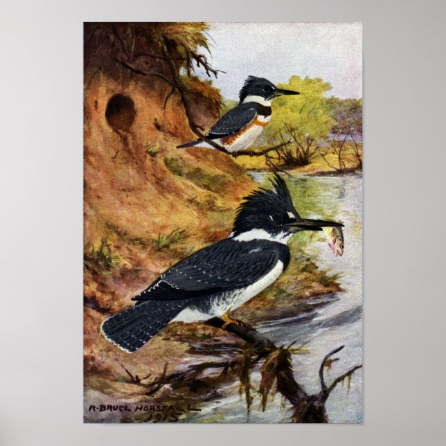 Bultade kungsfiskare och deras Nest-tunnel Poster (Framsidan)