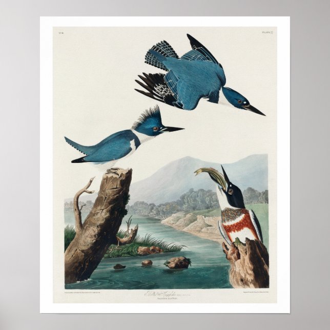 Bulten Kingfisher av Audubon Poster (Framsidan)