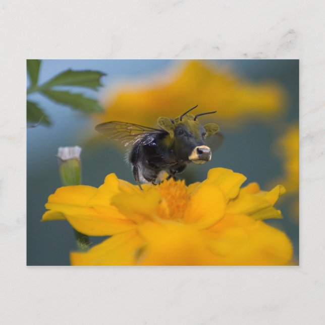 Bumbavykort Vykort (Framsida)