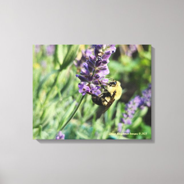 Bumble Bee and Lavender Stretched Canvas Print (Framsida)