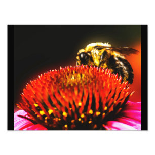 Bumble Fototryck