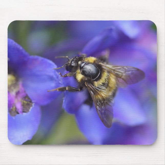 Bumblebee Close-Up Musmatta (Framsidan)