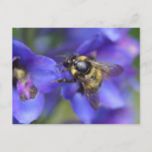 Bumblebee Close-Up Vykort