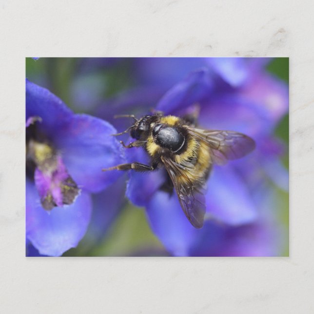 Bumblebee Close-Up Vykort (Framsida)