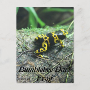 Bumblebee Dart Frog # 2 Vykort