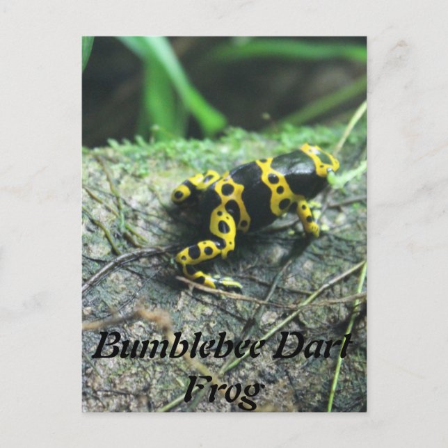 Bumblebee Dart Frog # 2 Vykort (Framsida)
