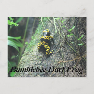 Bumblebee Dart Frog # 3 Vykort