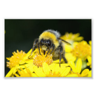 Bumblebee Fototryck