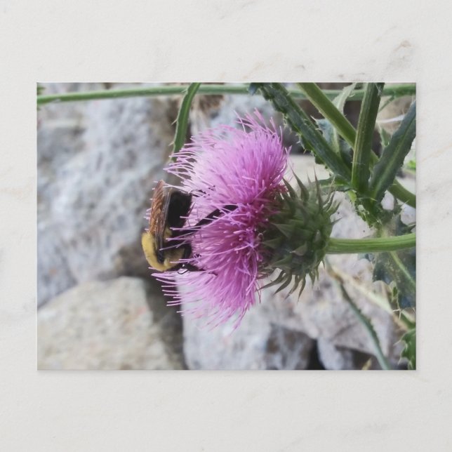 Bumblebee Harvesting a Lila Thristle Flower Helg Vykort (Framsida)