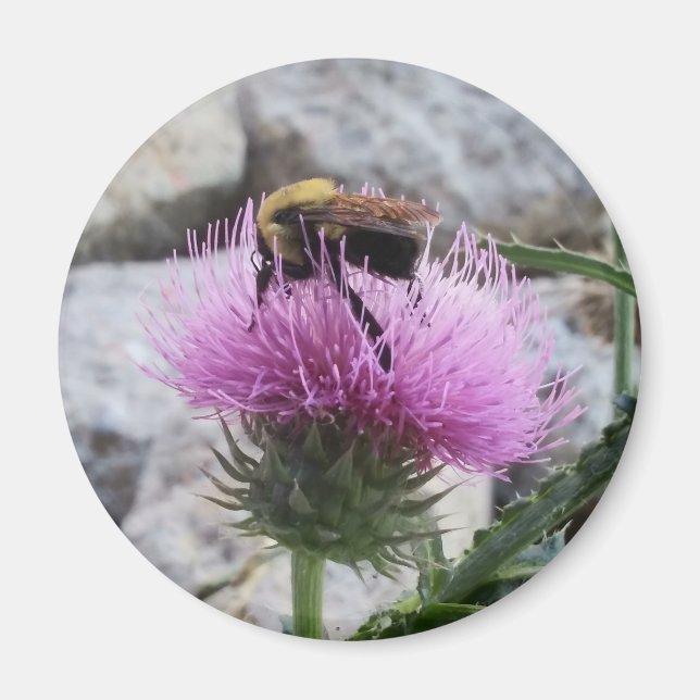 Bumblebee Harvesting a Lila Thristle Flower Magnet (Framsidan)