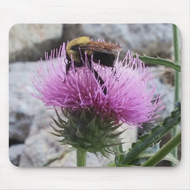 Bumblebee Harvesting a Lila Thristle Flower Musmatta (Framsidan)