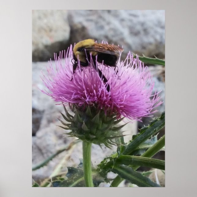 Bumblebee Harvesting a Lila Thristle Flower Poster (Framsidan)