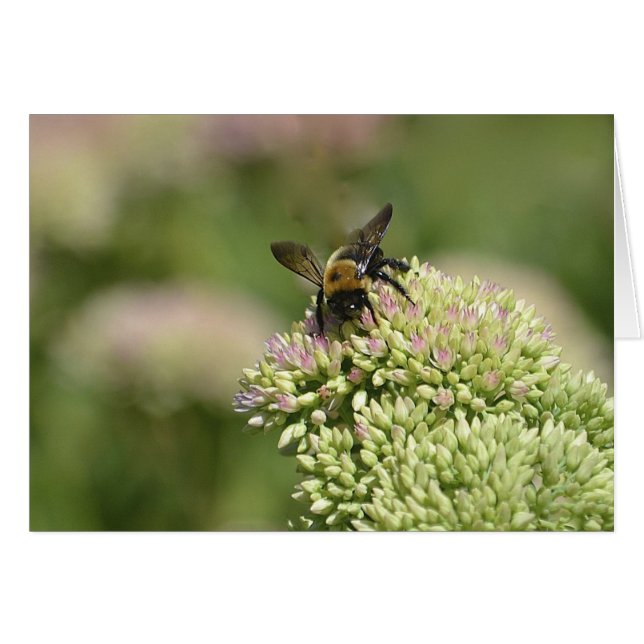 Bumblebee Heaven OBS Kort (Framsidan Horizontal)