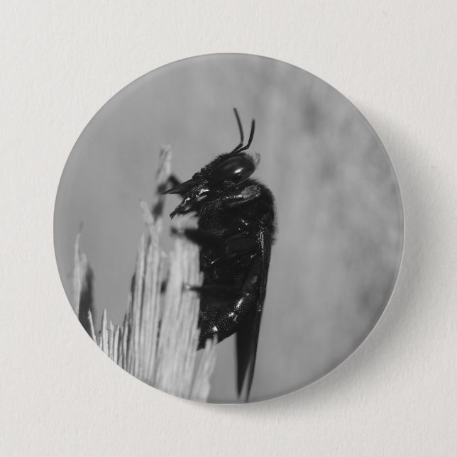 Bumblebee Knapp (Framsida)