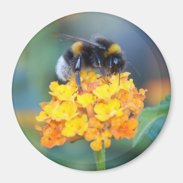 BumbleBee Magnet (Framsidan)