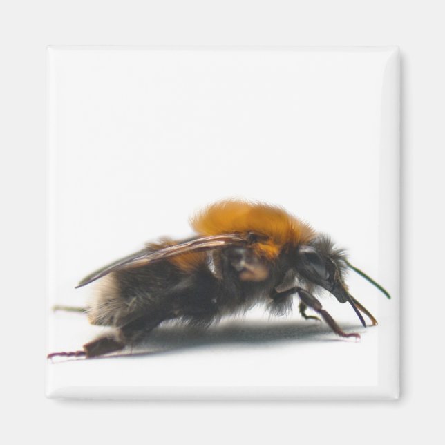 Bumblebee Magnet (Framsidan)